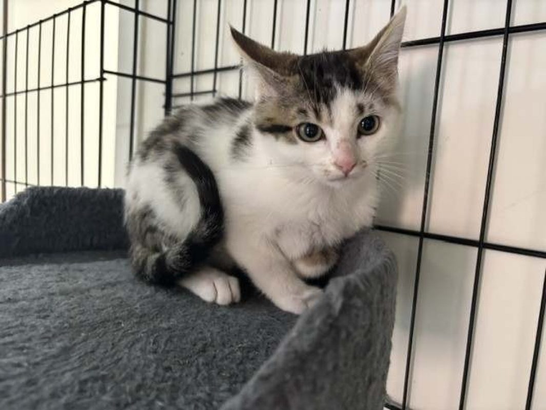 Benji - Chat Européen à adopter