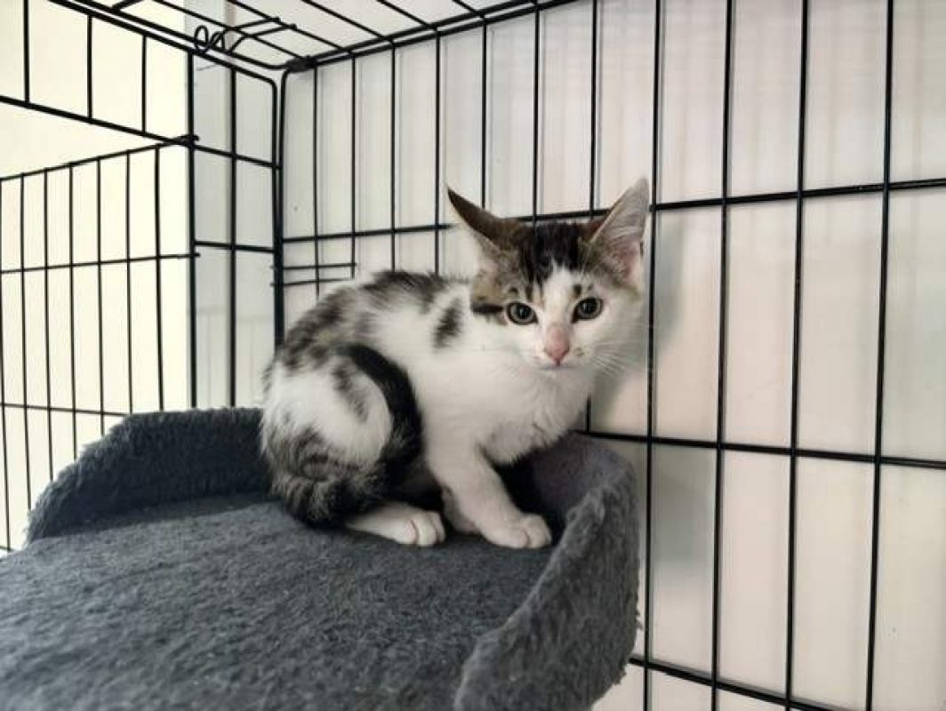 Benji - Chat Européen à adopter - photo 2