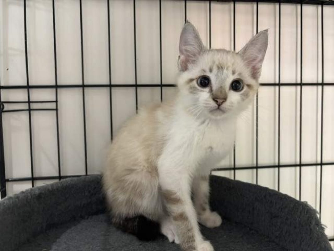 Bali - Chat Européen à adopter