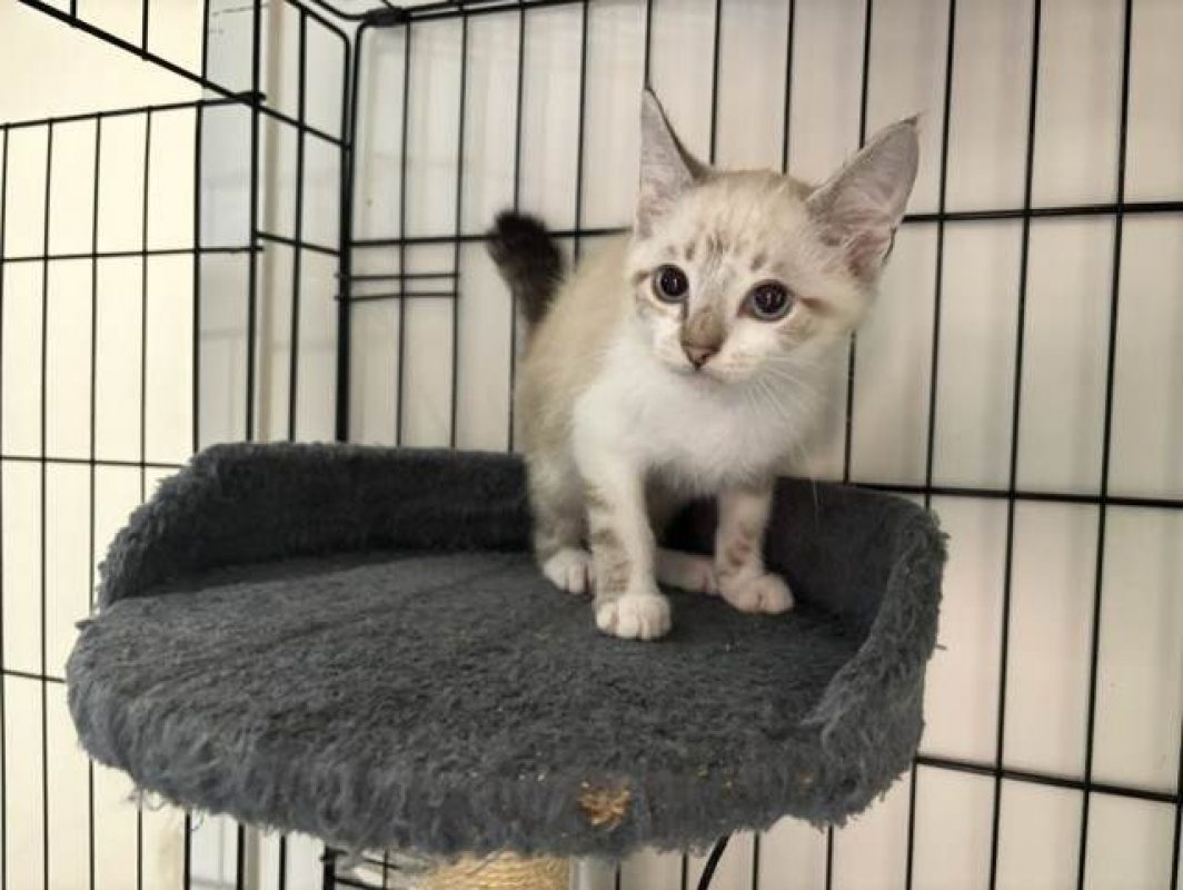 Bali - Chat Européen à adopter - photo 2