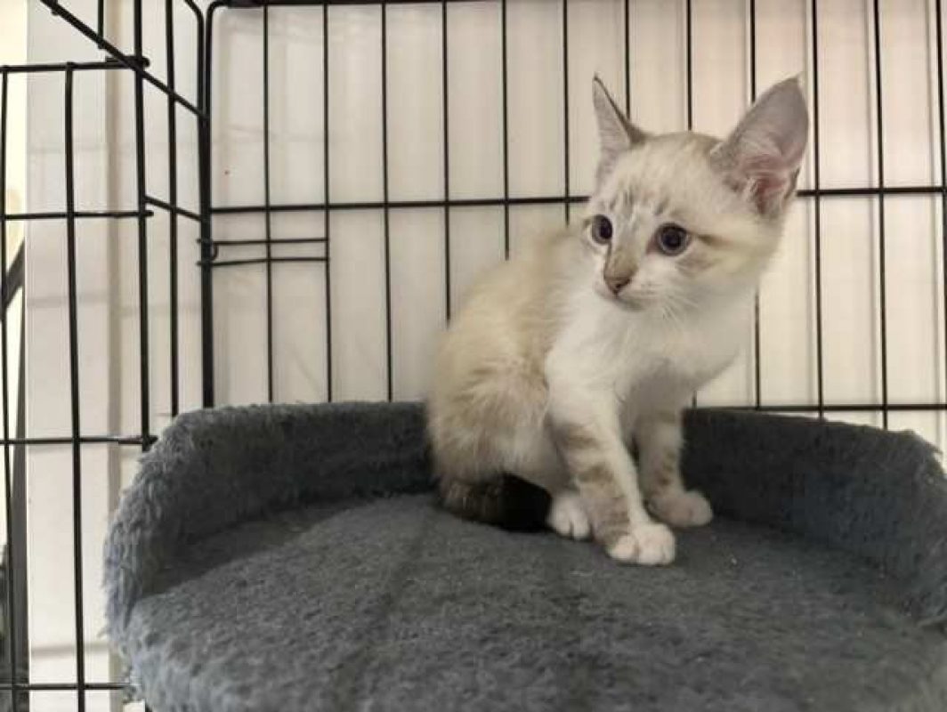 Bali - Chat Européen à adopter - photo 3