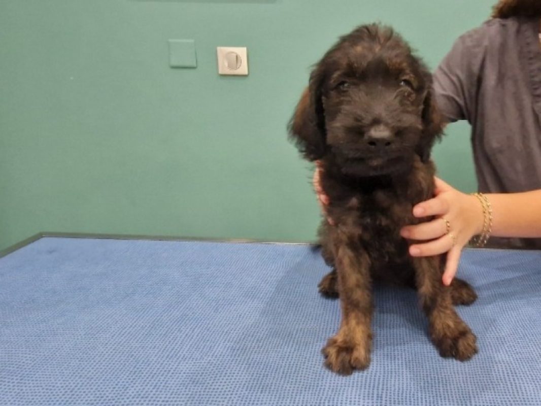 Reglisse - Chien à adopter