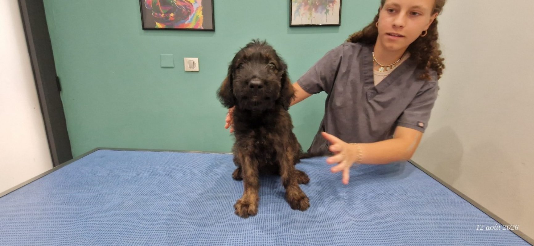 Reglisse - Chien à adopter - photo 2