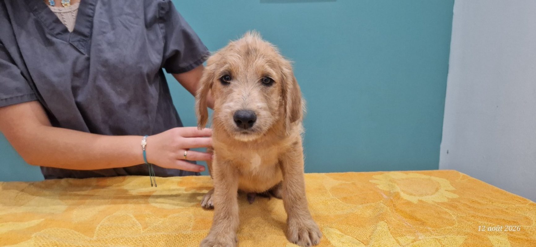 Gianny - Chien à adopter
