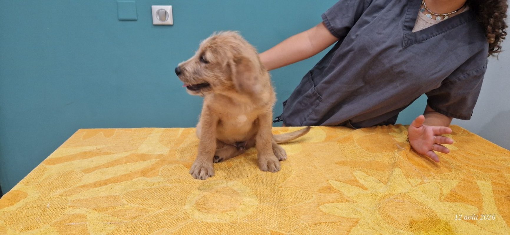 Gianny - Chien à adopter - photo 2