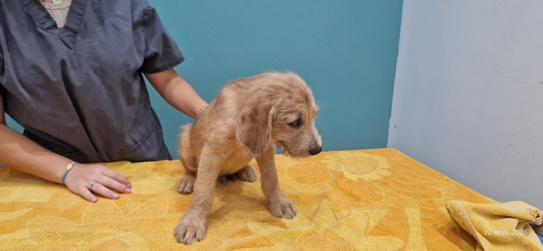 Gianny - Chien à adopter - photo 3