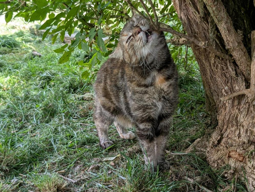 Photo #4 de Grisette