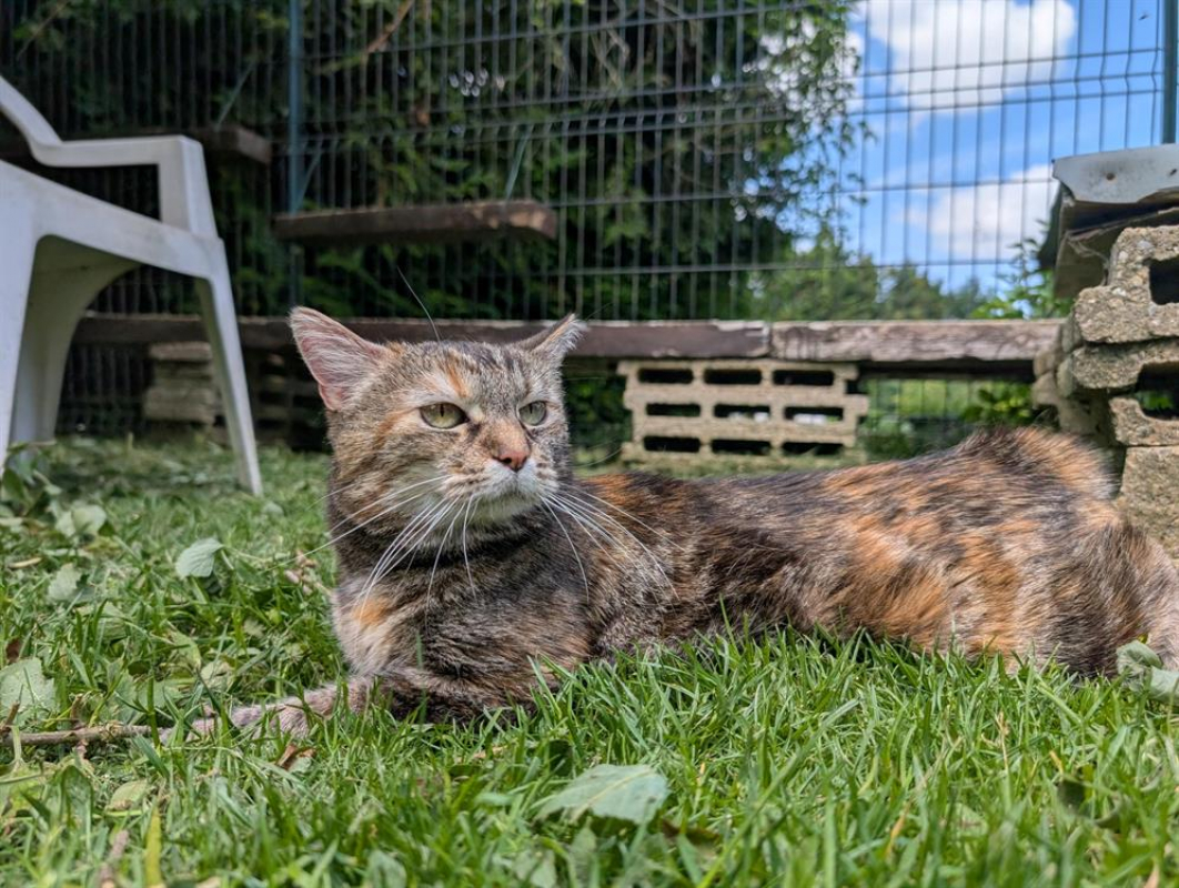 Photo #7 de Grisette