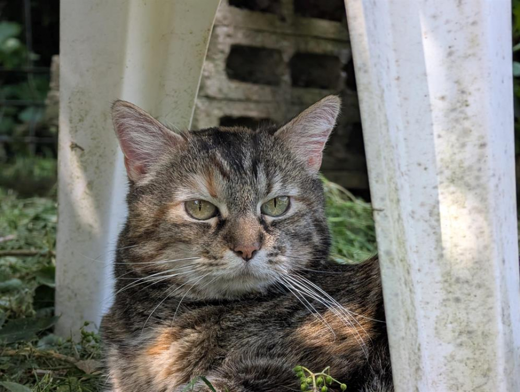 Photo #1 de Grisette