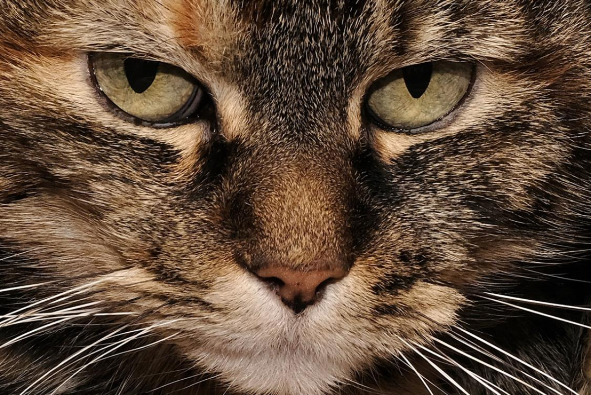 Photo #2 de Grisette