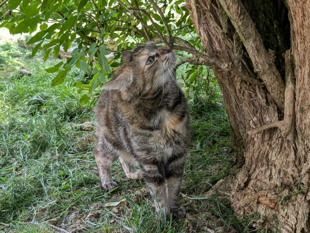 Photo #3 de Grisette