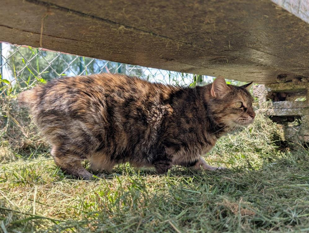 Photo #5 de Grisette