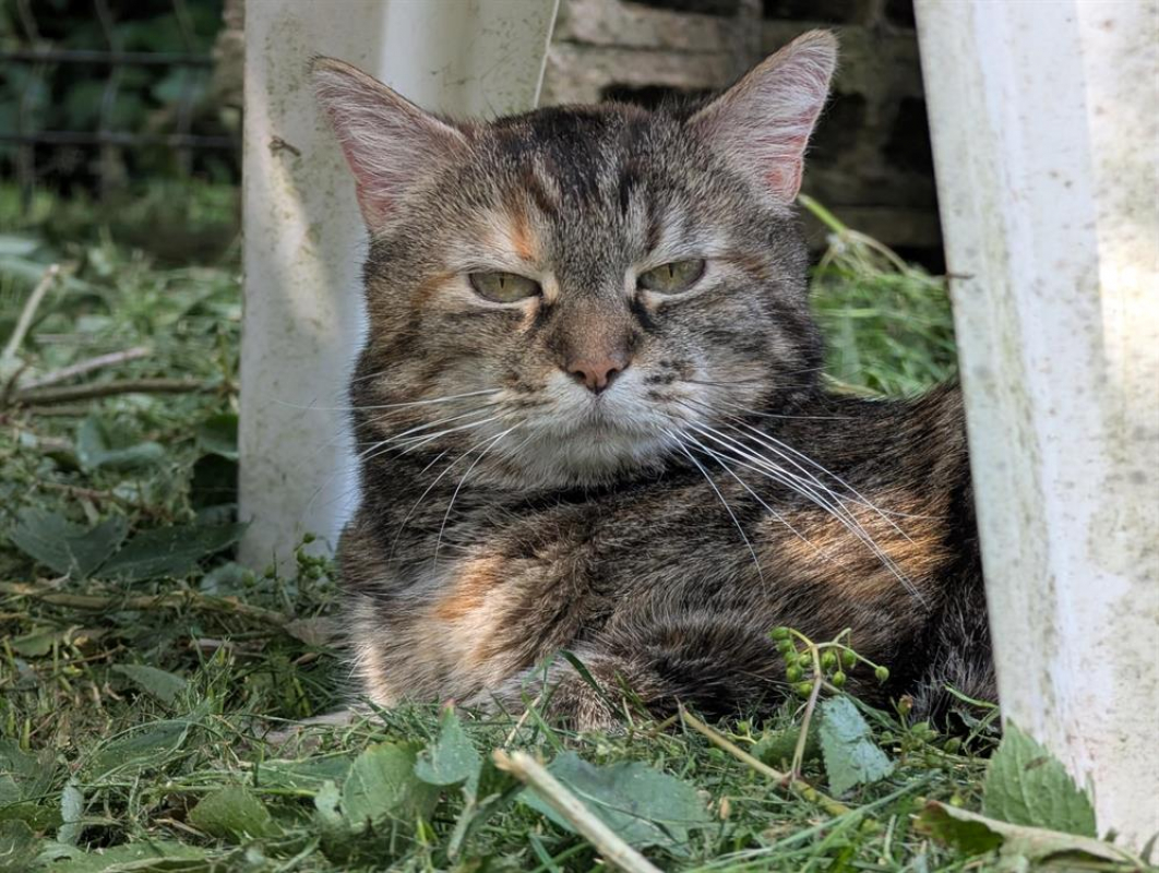 Photo #6 de Grisette