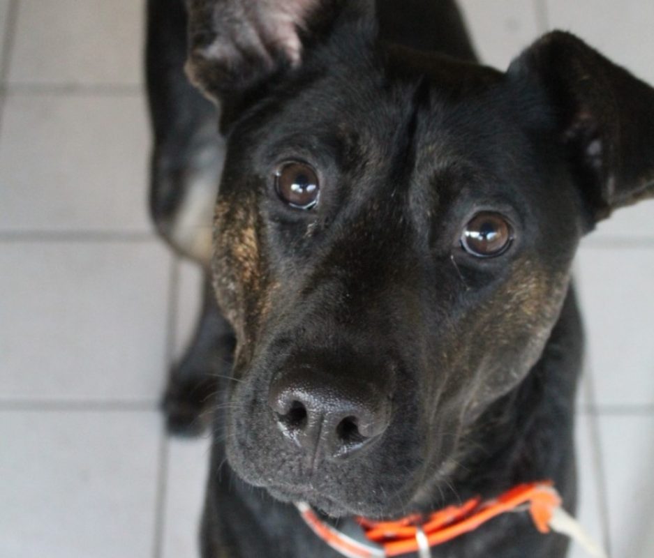 Aubin - Chien Berger à adopter