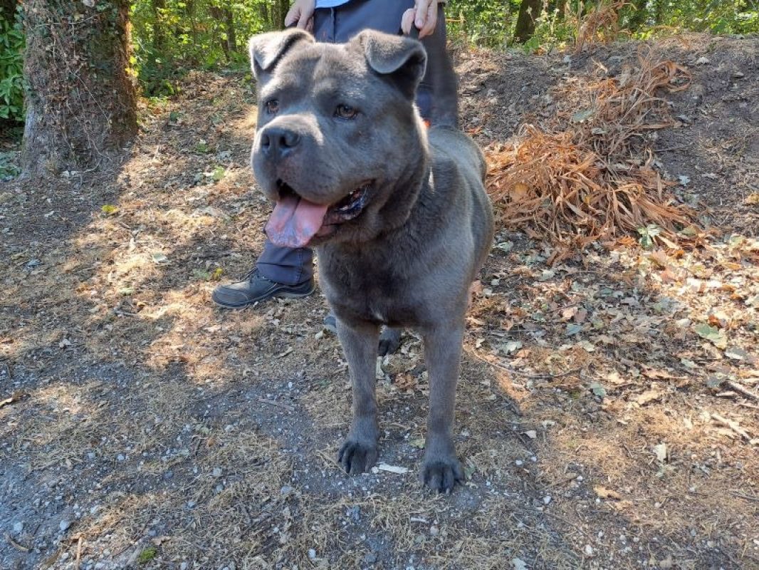Urus - Chien à adopter