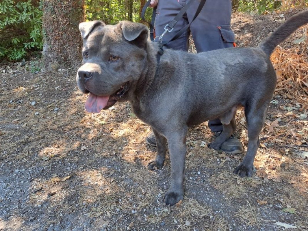 Urus - Chien à adopter - photo 2