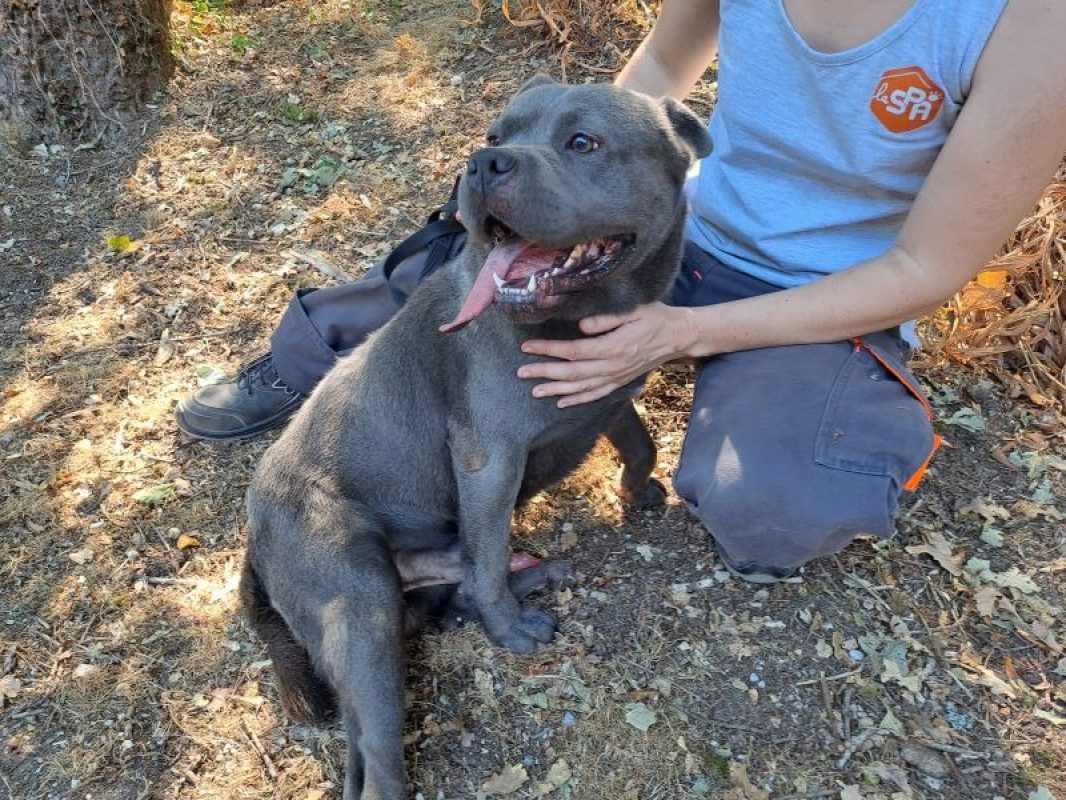 Urus - Chien à adopter - photo 3
