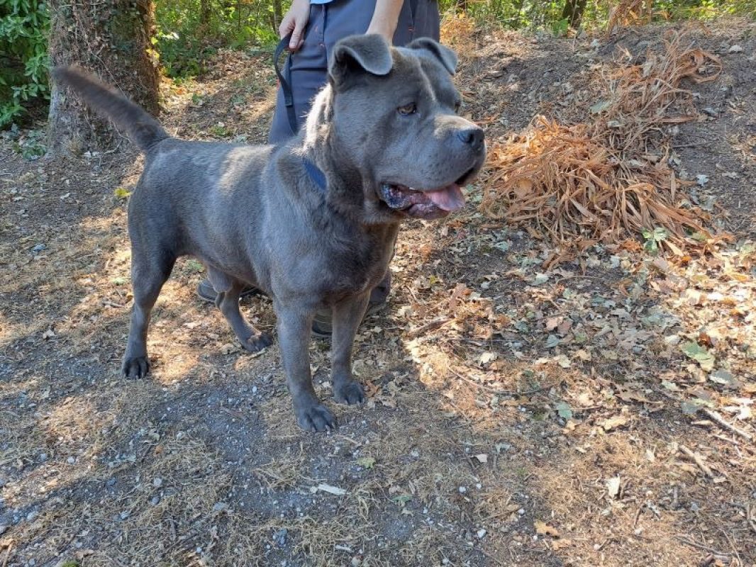 Urus - Chien à adopter - photo 4