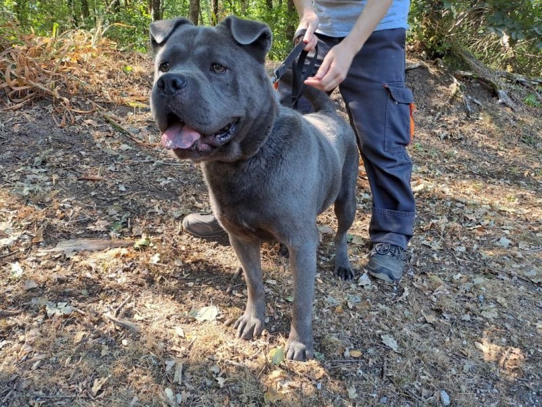 Urus - Chien à adopter - photo 5