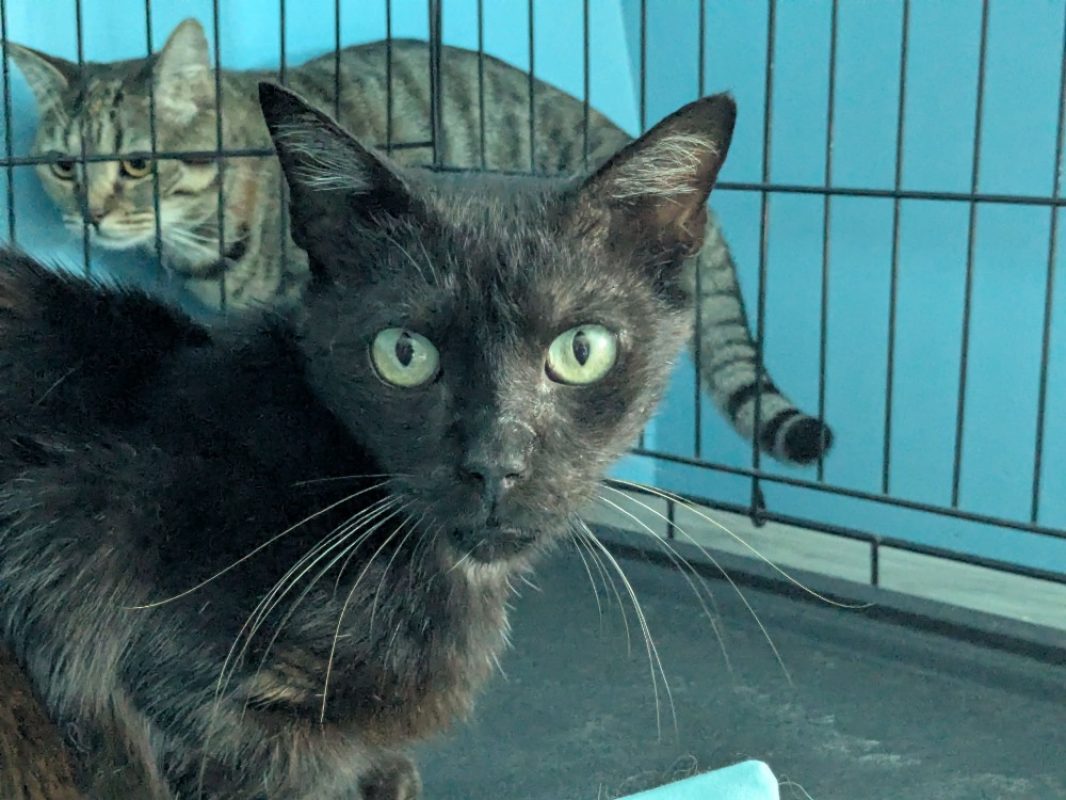 Sinai - Chat Européen à adopter
