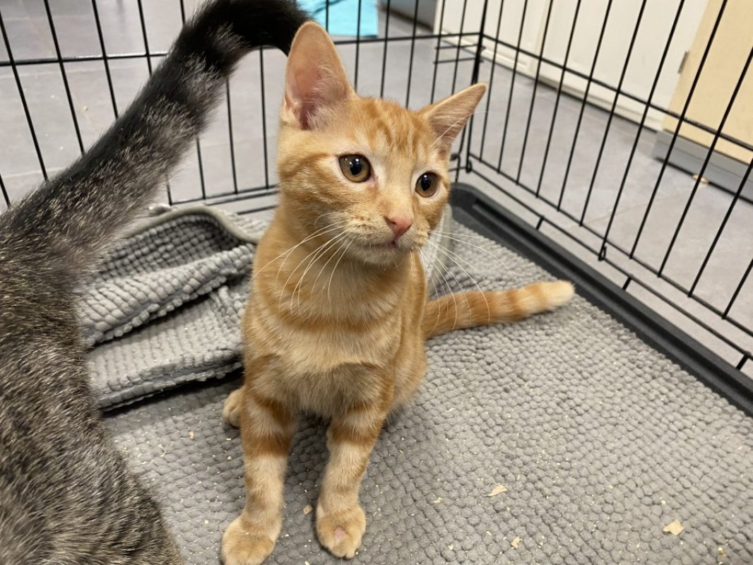 Victor - Chat Européen à adopter