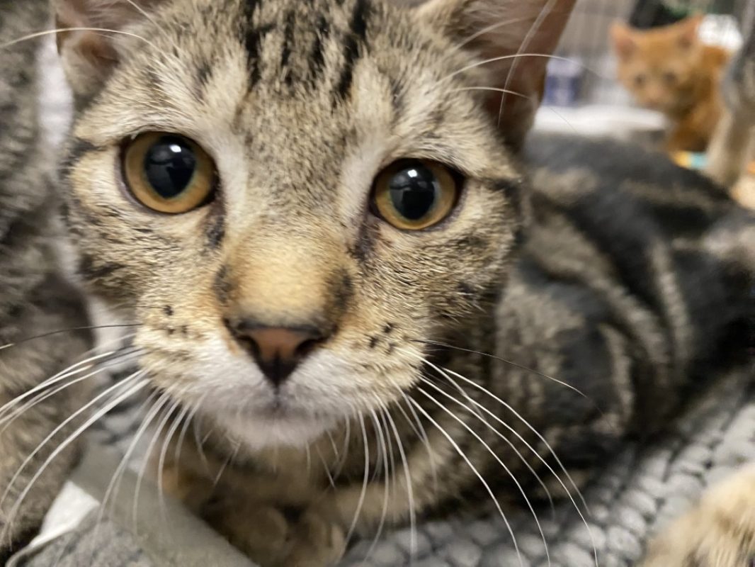 Violon - Chat Européen à adopter