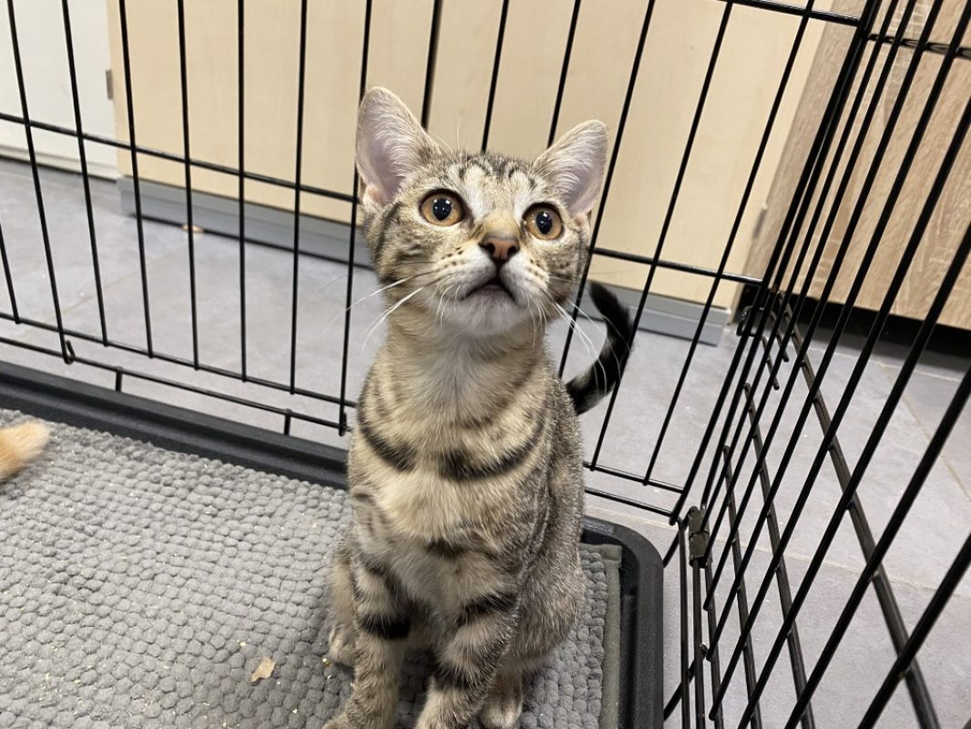 Vizirette - Chat Européen à adopter
