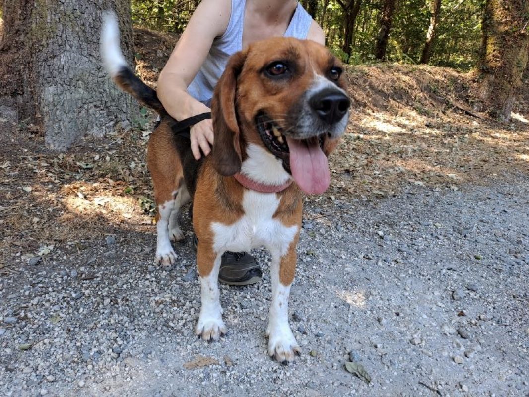 Tyson - Chien Beagle à adopter