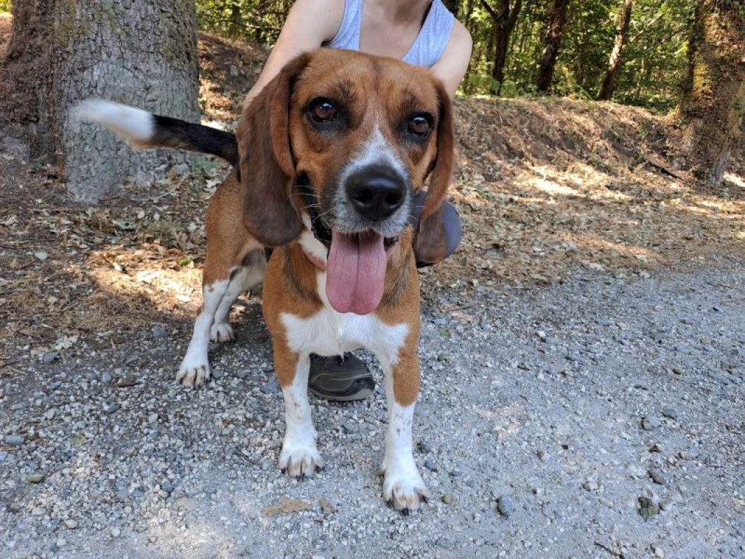 Tyson - Chien Beagle à adopter - photo 2