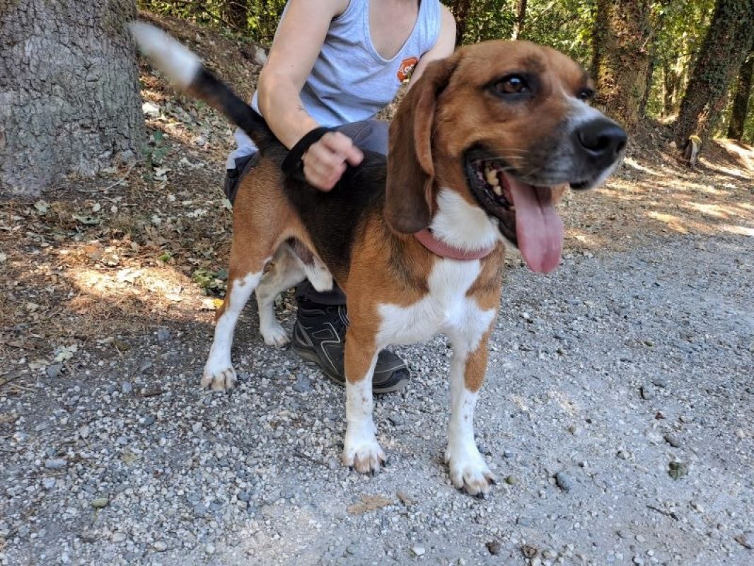 Tyson - Chien Beagle à adopter - photo 3