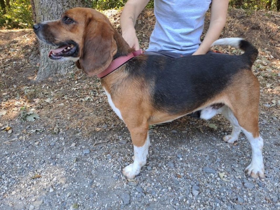 Tyson - Chien Beagle à adopter - photo 4
