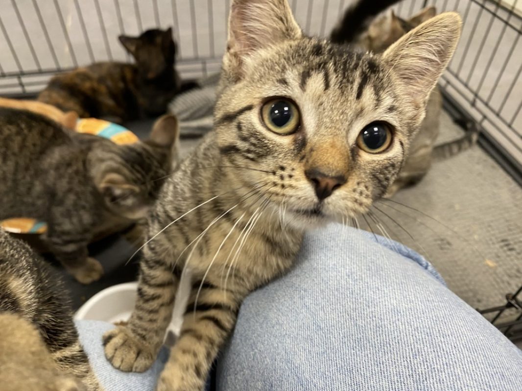 Viggo - Chat Européen à adopter