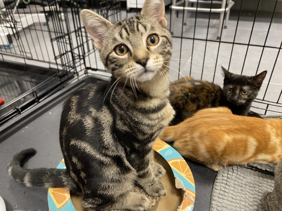 Vista baby - Chat Européen à adopter
