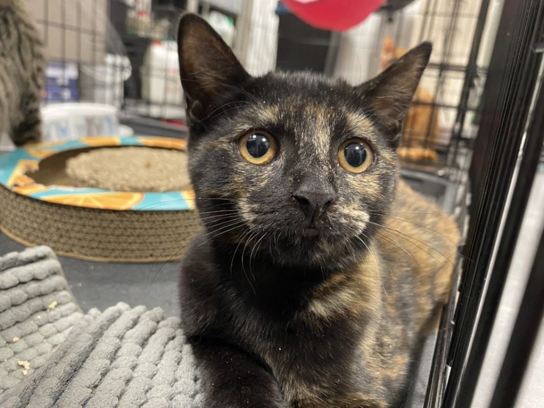 Victoire - Chat Européen à adopter
