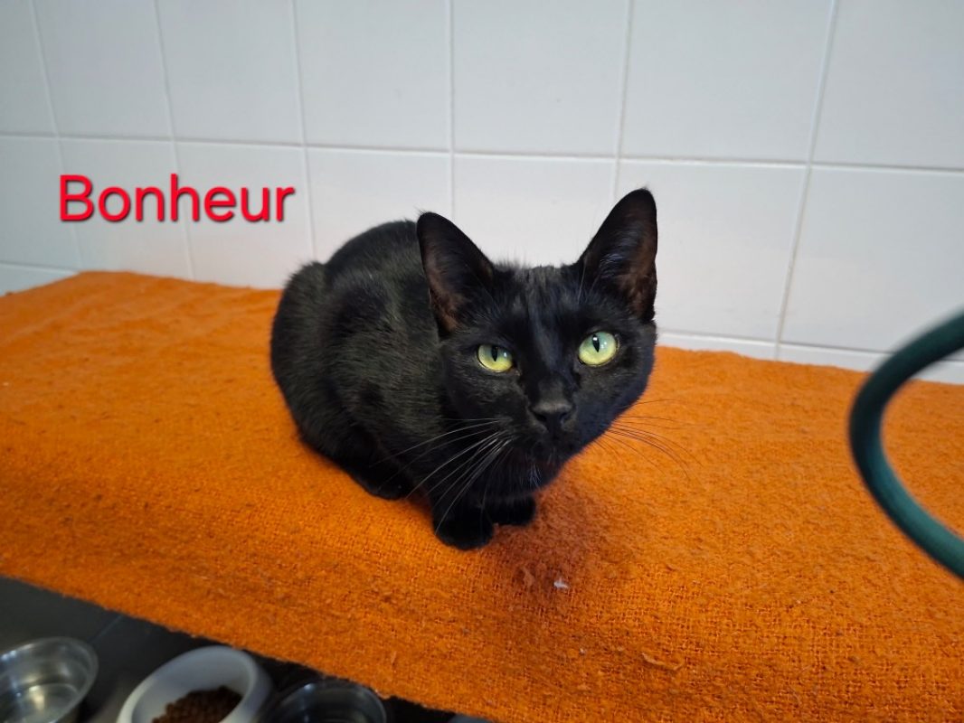 Bonheur - Chat Européen à adopter