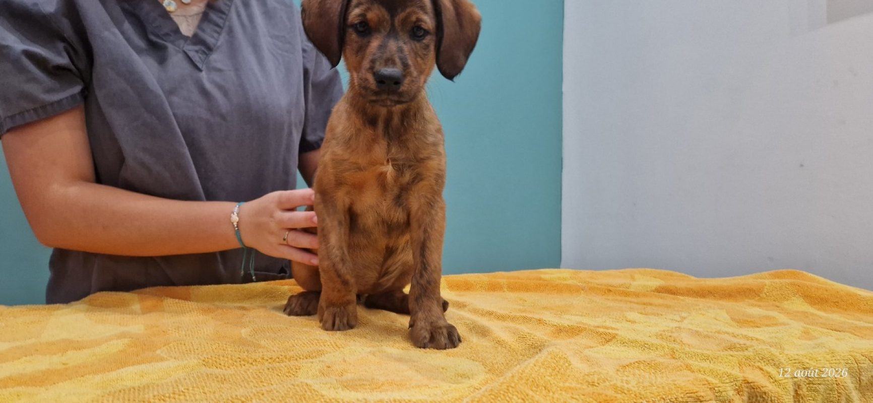 Lea - Chien à adopter