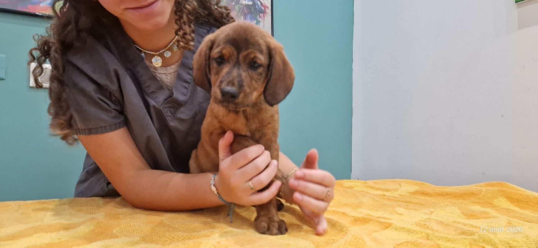 Lea - Chien à adopter - photo 2