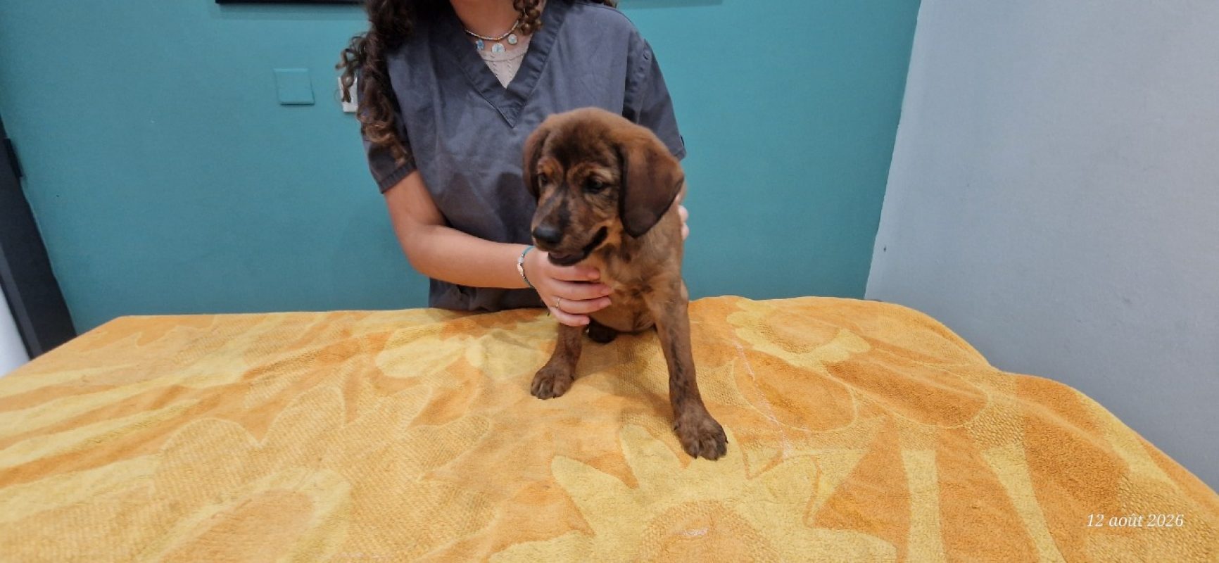 Lea - Chien à adopter - photo 3