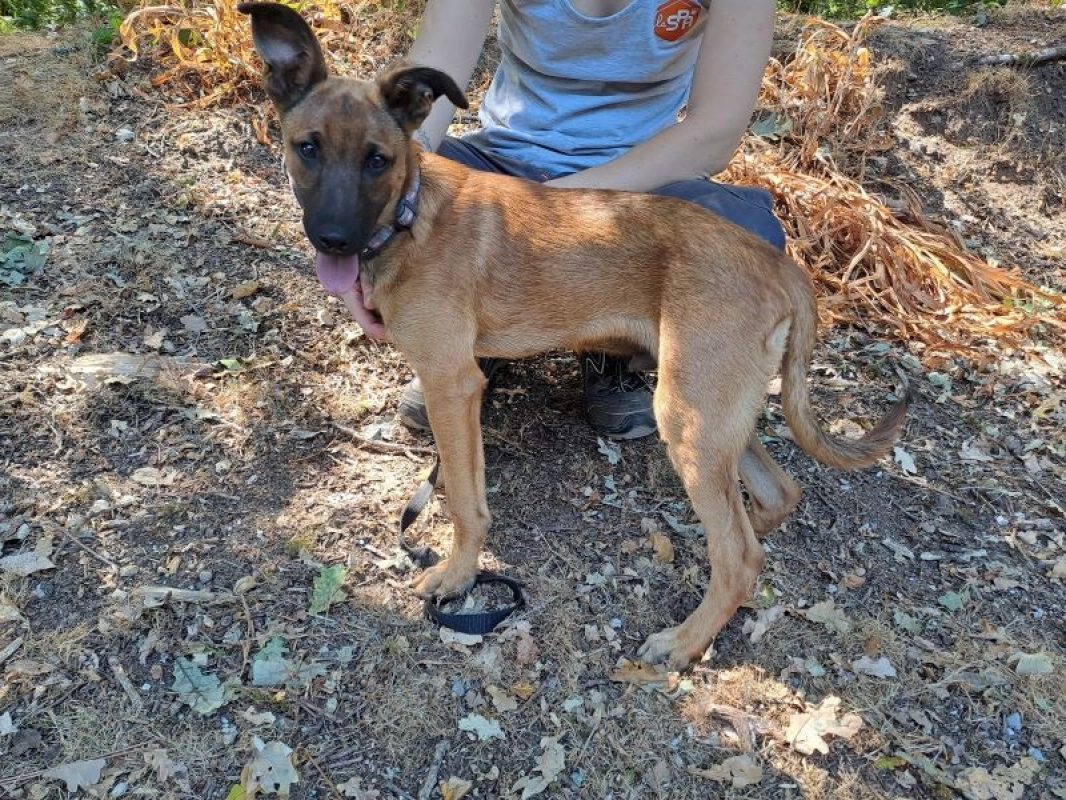 Ajax - Chien Berger Belge Malinois à adopter