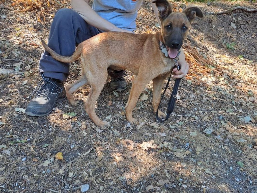 Ajax - Chien Berger Belge Malinois à adopter - photo 2
