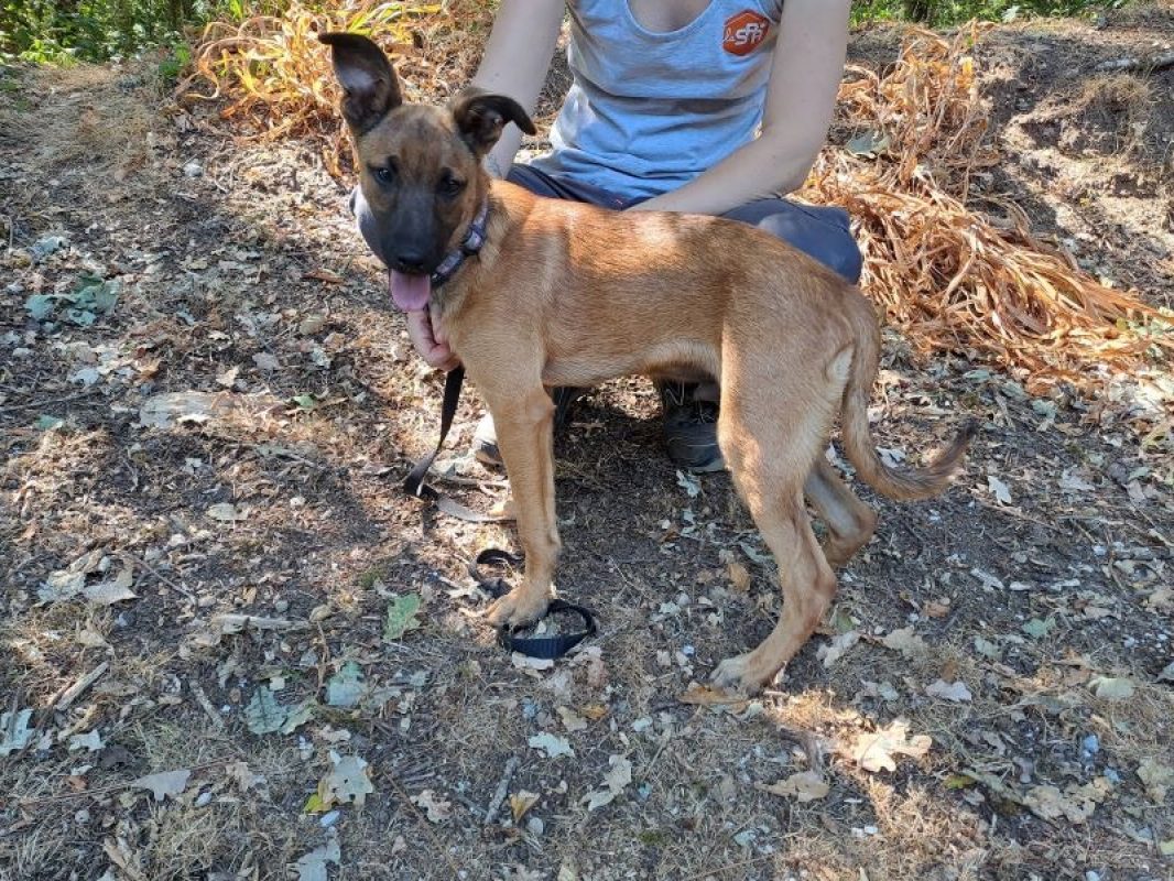 Ajax - Chien Berger Belge Malinois à adopter - photo 3