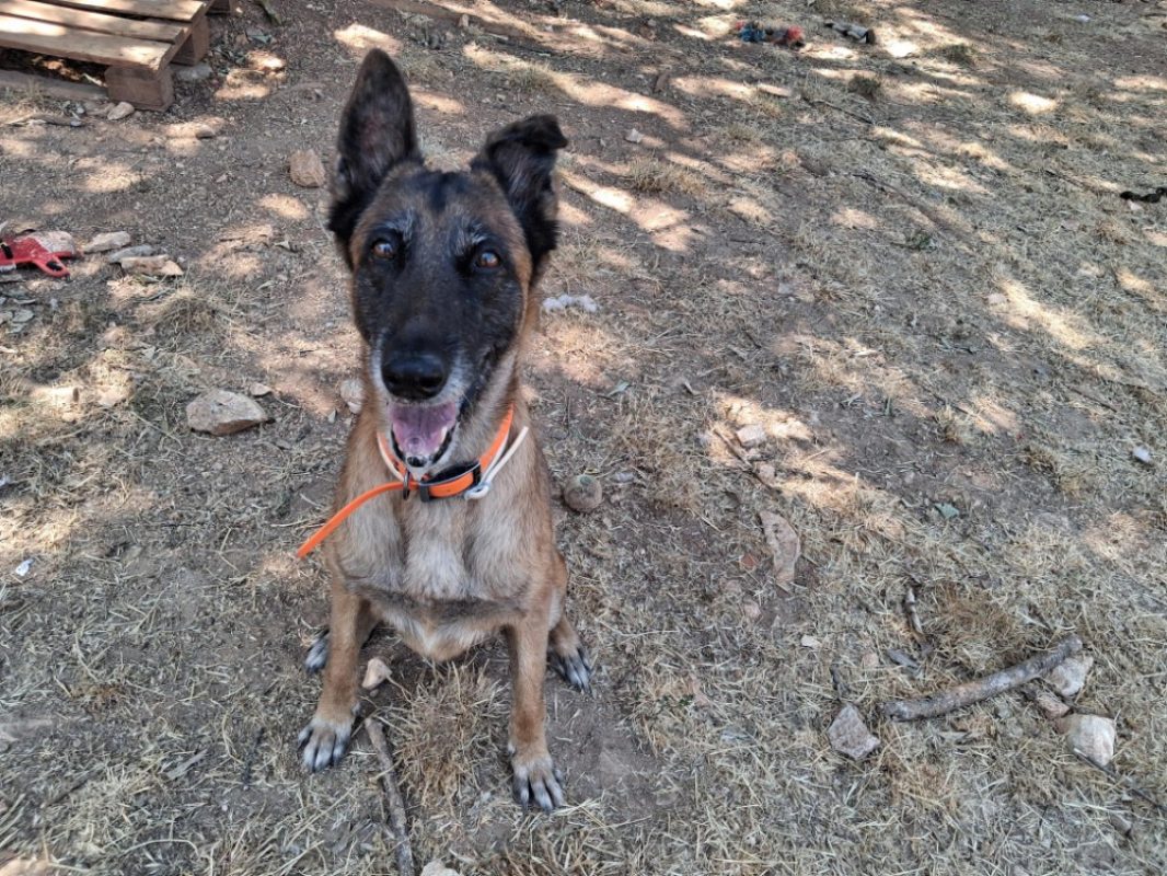 Liloo - Chien Berger Belge Malinois à adopter