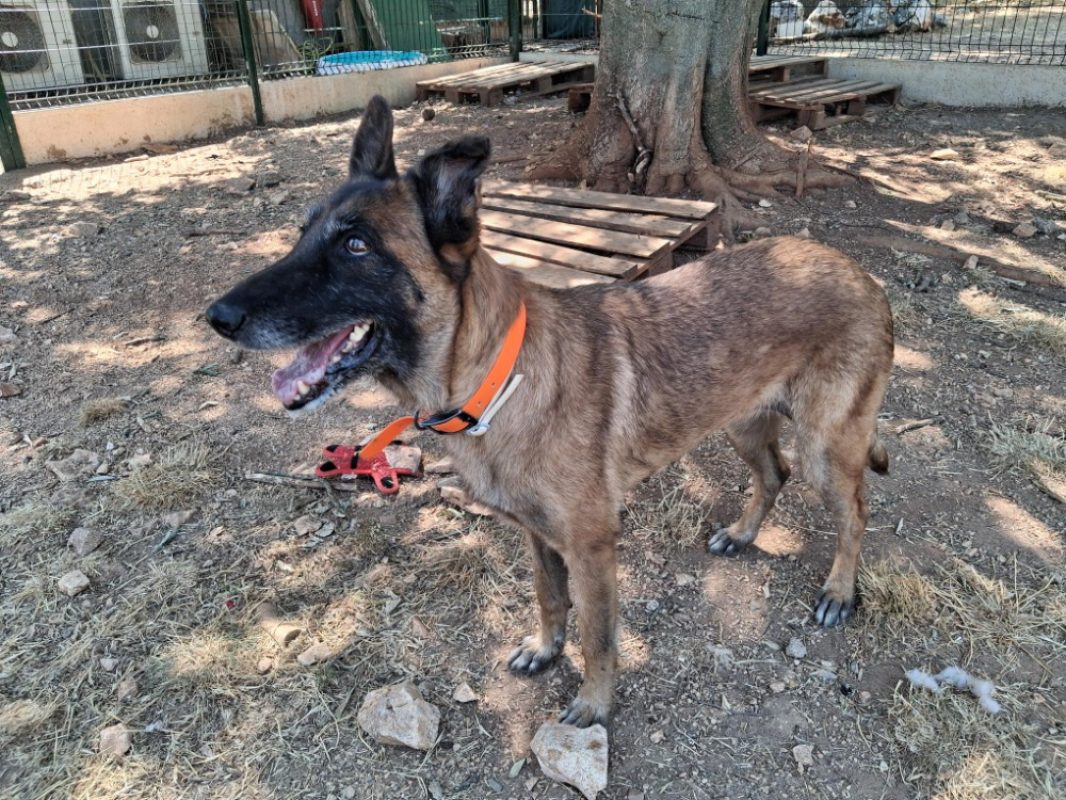 Liloo - Chien Berger Belge Malinois à adopter - photo 2