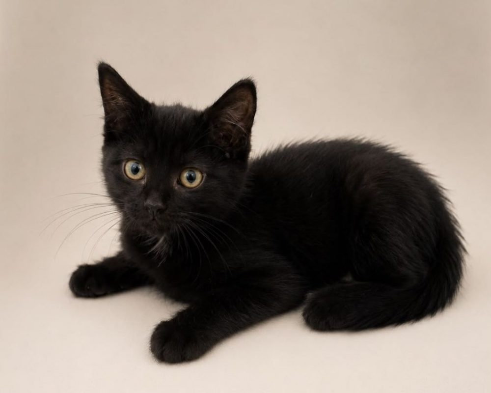 Nolo - Chat Européen à adopter