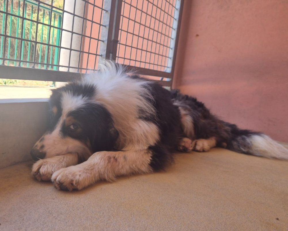 Timmy - Chien à adopter
