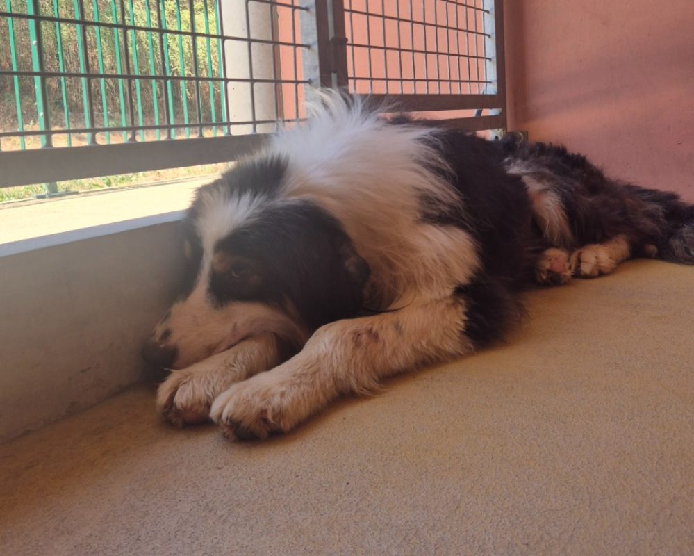 Timmy - Chien à adopter - photo 2