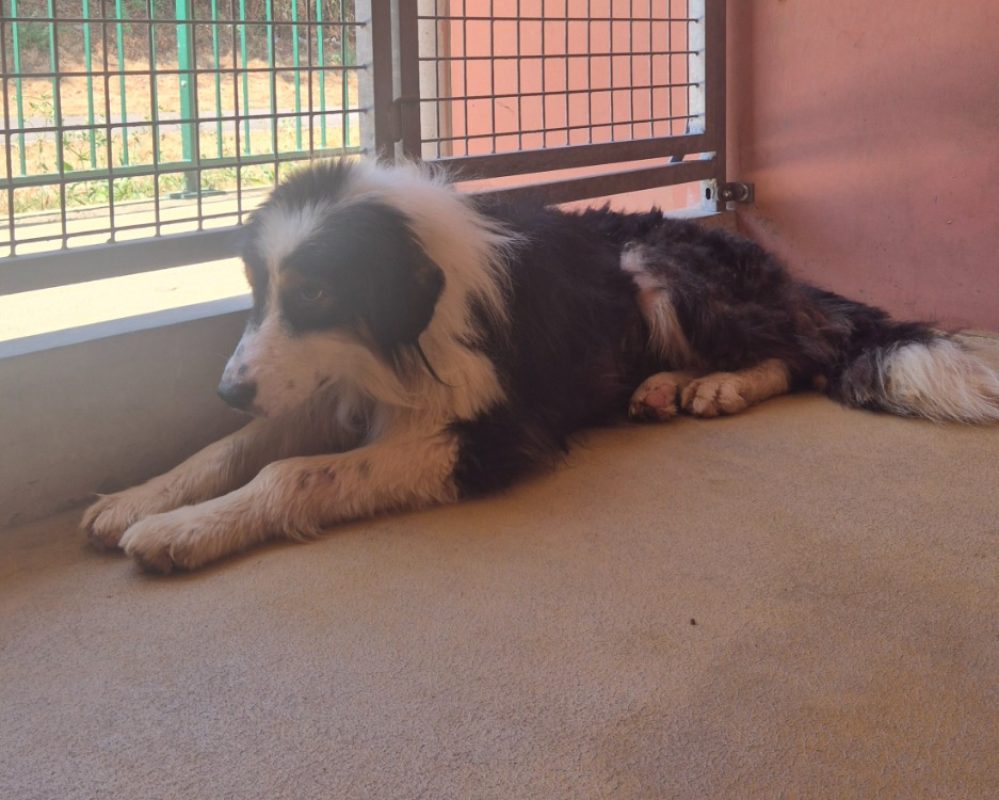 Timmy - Chien à adopter - photo 3