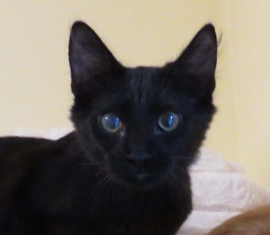 Youngbae - Chat Européen à adopter