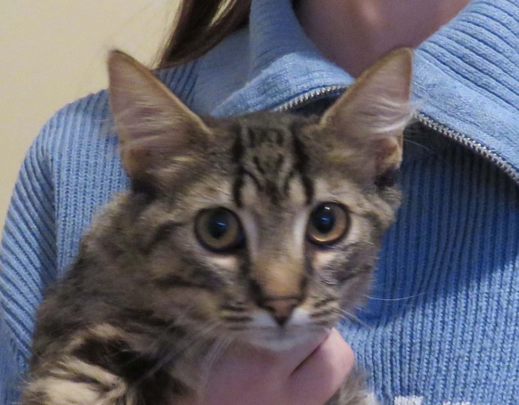 Tanos - Chat Européen à adopter