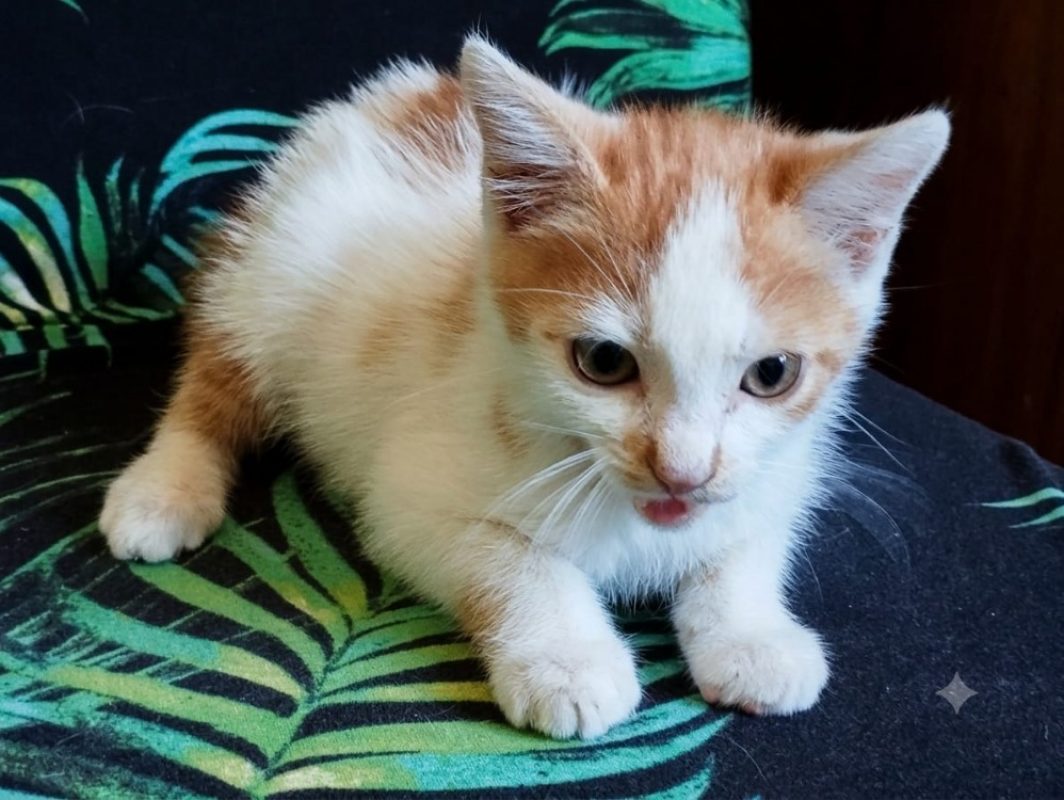 Basil - Chat Européen à adopter - photo 2